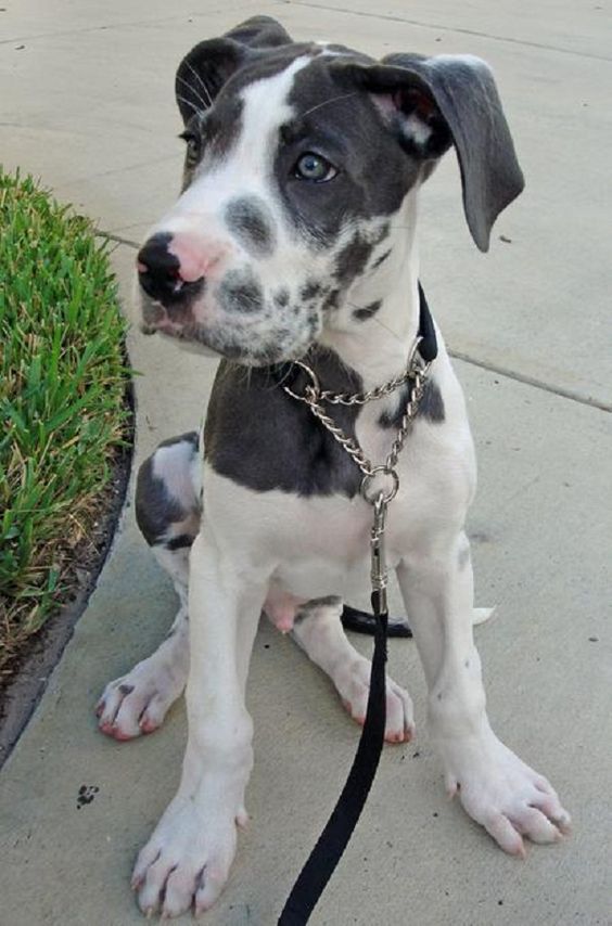 pitbull and great dane mix puppies | Zoe Fans Blog