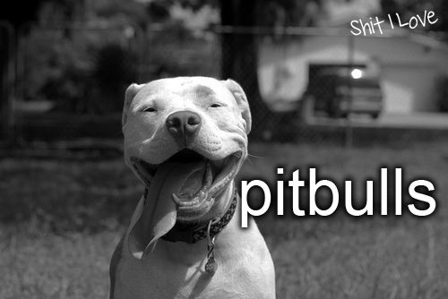 Pitbull love. Best smile in the world