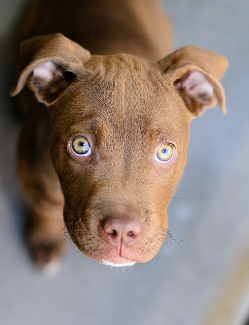 Pitbull puppy dog eyes by DanCalBear on Flickr.