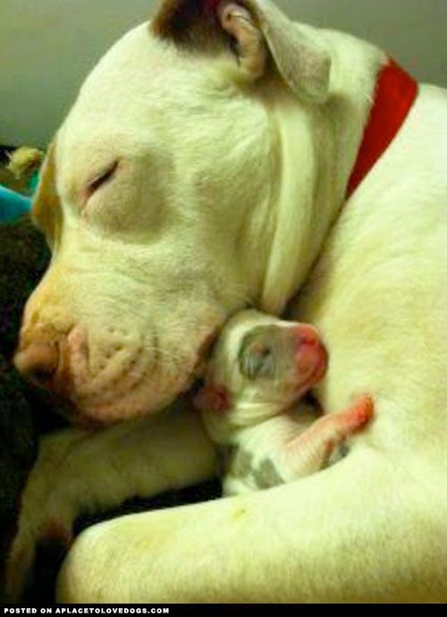 Pitbull Puppy 'm dying! This is too much!