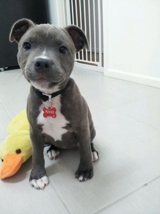 Pitbull puppy!