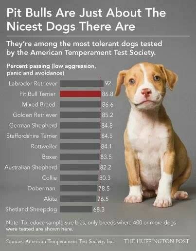 PITBULLS are just about the nicest dogs there are! Rescue one and change your life for the better - forever.