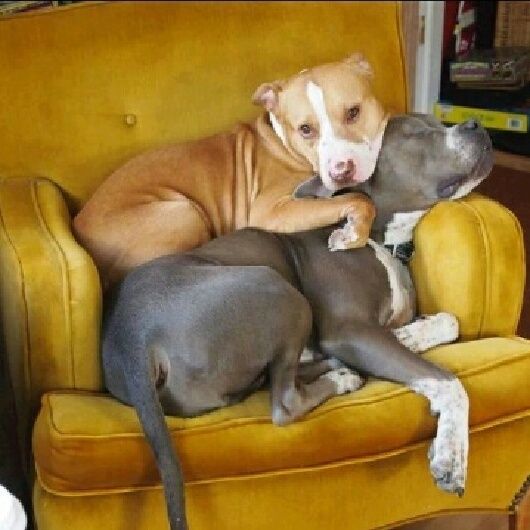#pitbulls #dogs