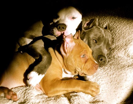 pittie pile. #pitbull #American Pit Bull Terrier Puppy Dogs