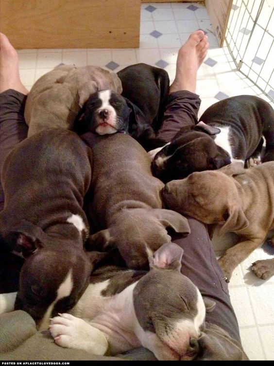 Pitty Pile!!!