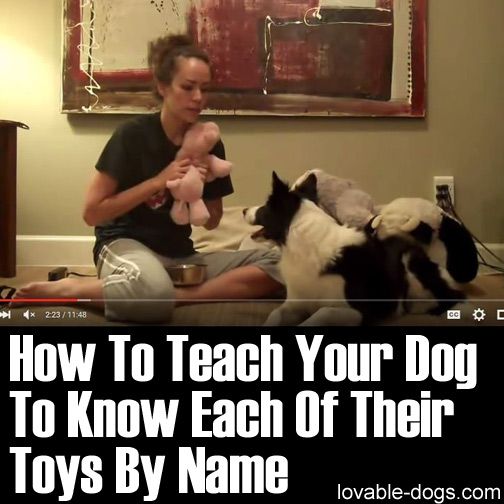 Please Share This Page: Photo –  This video by Kristin Crestejo is a great demonstration of teaching a dog to know each of its toys by name. This promotes dog intelligence because it helps analyze the things around it and differentiate between different objects. This type of training is backed up with positive reinforcement …