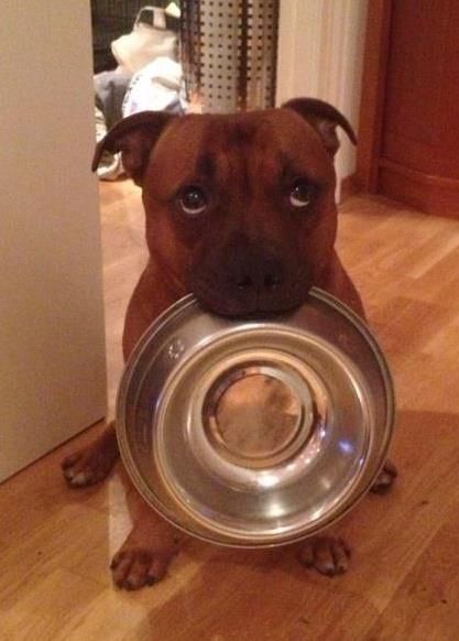 Please sir, may I have some  Aaawwww that face!!! #pitbull
