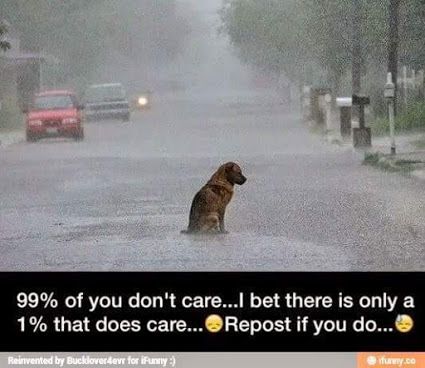 Pls repin/ not only do I care, if I saw that,I'd get that baby out of the rain and to my !!!! PF☠.....❤️❤️: #chihuahua #chihuahuatypes #chihuahuadogs
