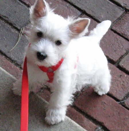 Pluto the West Highland Terrier - our little neighbor made it! @The Daily Puppy