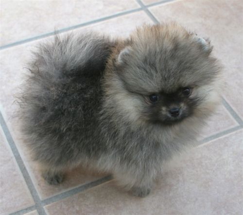 Pomeranian with Wolf-Spitz markings looks like a tiny Keeshond