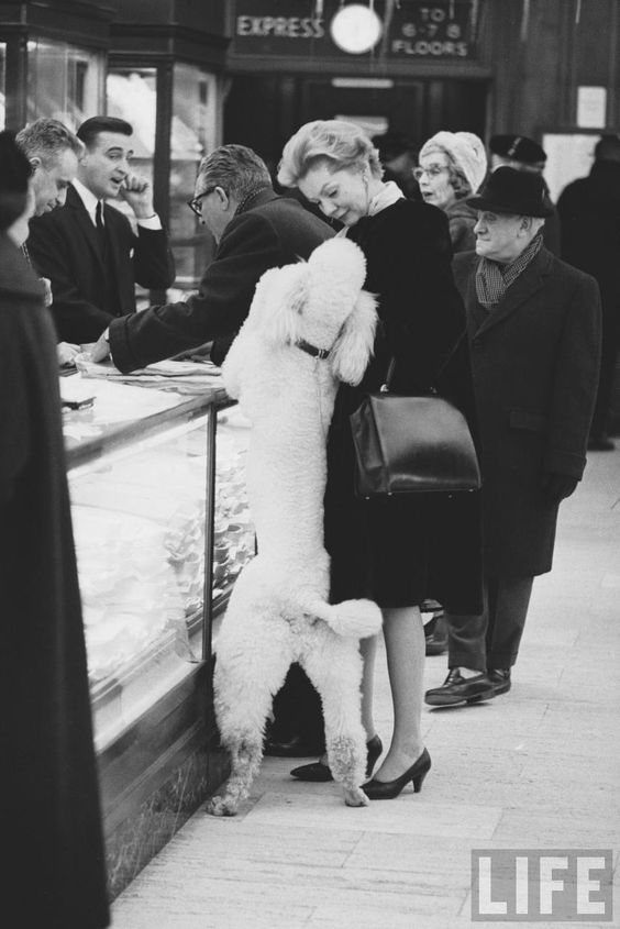 poodle helping with the shopping!