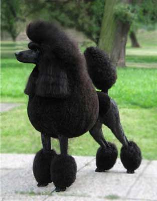 poodles | Evil black poodles, electrifying Beethoven and DNA. Our top OAE ...