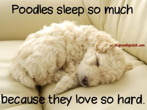 POODLES SLEEP SO MUCH BECAUSE THEY LOVE SO HARD