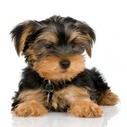 Potty train your yorkie Step by Step. Yorkie potty training is one of the most common questions I get asked by owners. One of the most