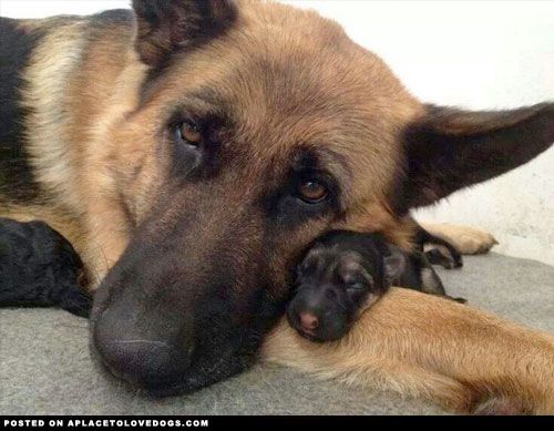 Precious German Shepherd with puppy ♥