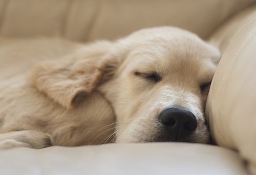 Precious golden retriever puppy sleeping! ♥ | Pet Photography | Puppies | Dog |