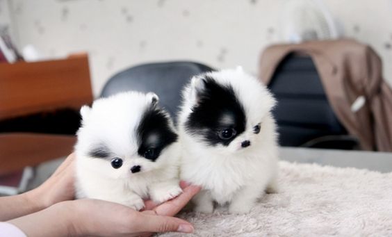 Precious Micro White Teacup Pomeranian Puppies