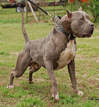 Presa Canario Pit Bull Mix | Presa Canario Dogo Argentino Mix Man's best friend and an enemy's worst nightmare!!