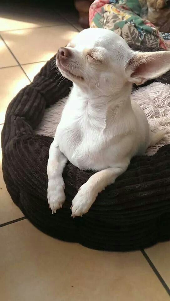 Previous Pinner:  join his page on  a little white chihuahua