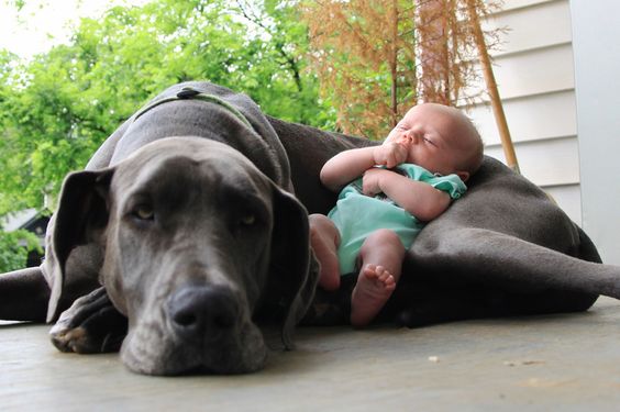 protecting his baby!!! dogs and cats do not harm children, they immediately sense this is their 'child' to protect!! There might also be more compassion thru out world if kids were introduced to house pets very early in life and learned how to love and care for them.