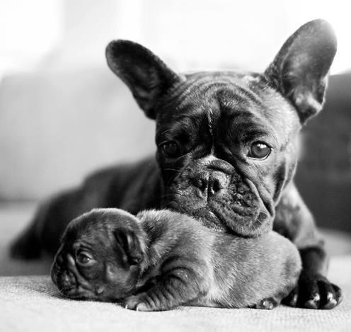 Proud Mom and her French Bulldog Puppy.