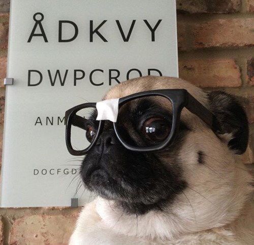 Pug with glasses