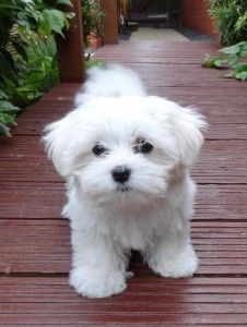 Puppies - Puppies - Puppies What to Expect From Your Maltese Puppies and Dogs