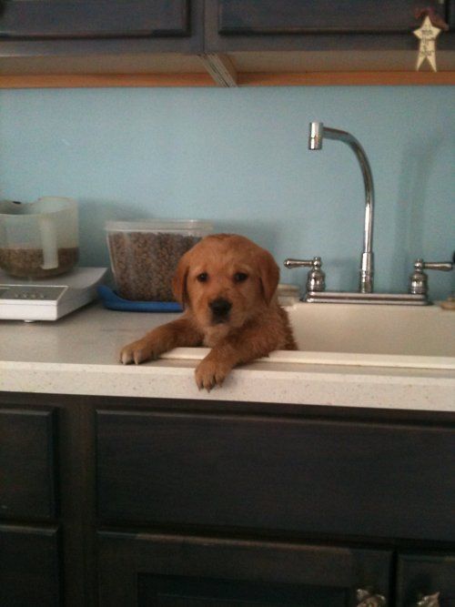 puppy bath time