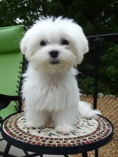 Puppy Cut to resemble an 8 Week Old - Page 2 - Maltese Dogs Forum : Spoiled Maltese Forums