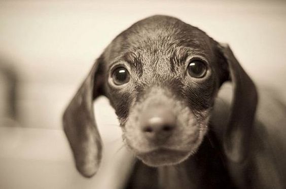 Puppy dog eyes.