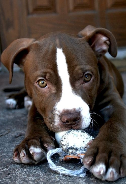 #puppy #dog #pitbull