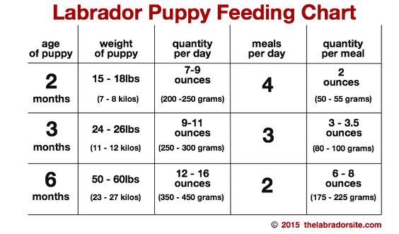 puppy feeding chart