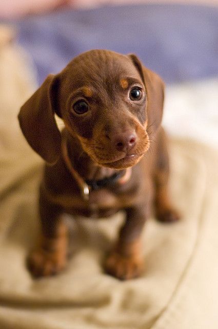 Puppy love - dachshund