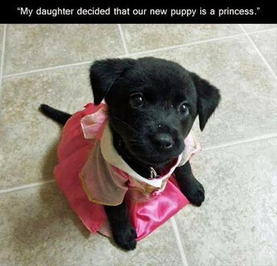 Puppy princess