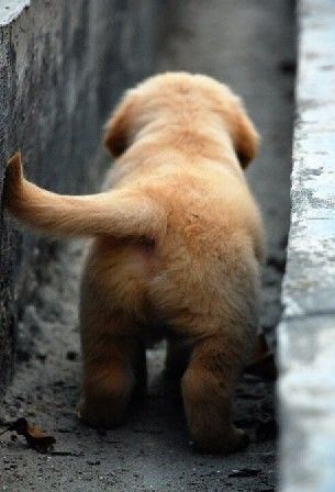 puppy tail