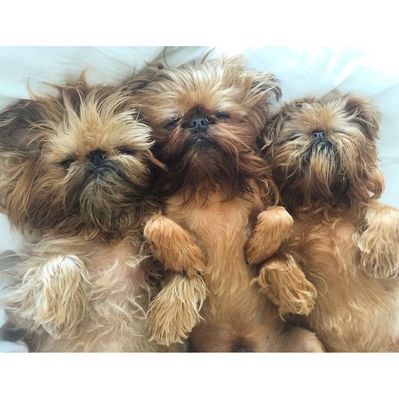 Puppy Tales Sushi, Billie, and Gizmo the Brussels Griffons | Puppy Tales