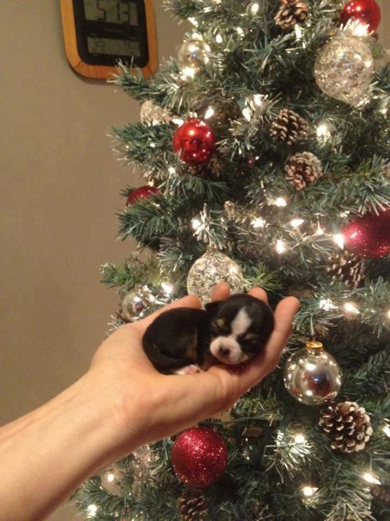 Puppy's first Christmas :)