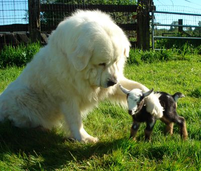 Pyr with young goat friend