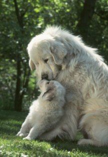 Pyrenees pup and mom
