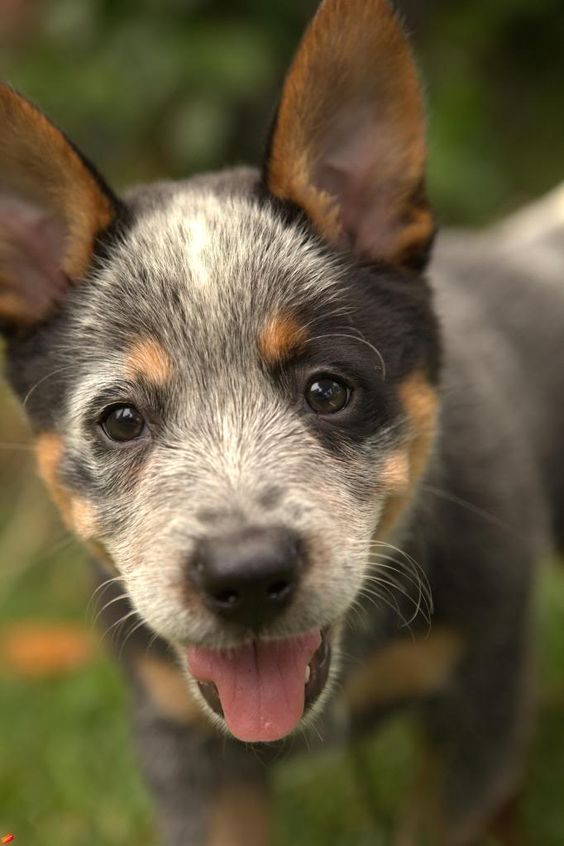 Queensland Blue Heeler Australian Cattle-Dog Puppy  These dogs are so so smart and great in families with a lot of kids. They are  And awesome