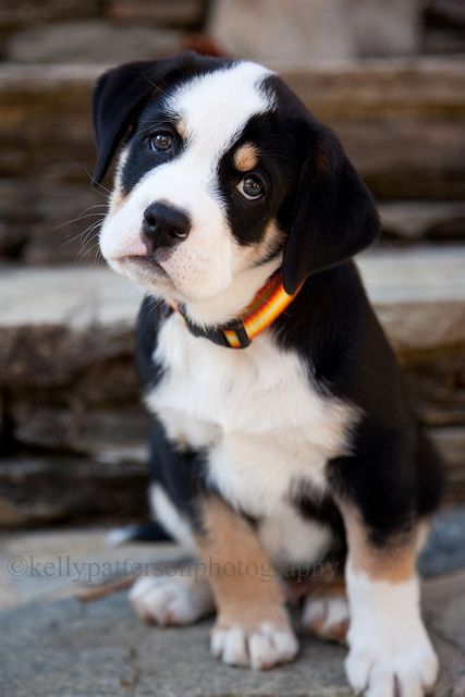 Quincy an english bulldog and greater swiss mountain dog mix.  Sweetest puppy dog face ever!  | Dogs | Puppies| Pet Photography | Kelly Patterson Photography | Flickr   Mixed Breed | Mutt | Puppy