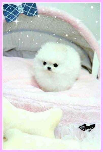 Quite possibly the cutest dog in the world. Micro Teacup Pomeranian Dog