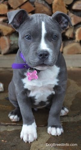 Raising a Puppy: The Fifth Week in her New Home—Mia the Blue-Nose American Bully Pit 11 weeks old
