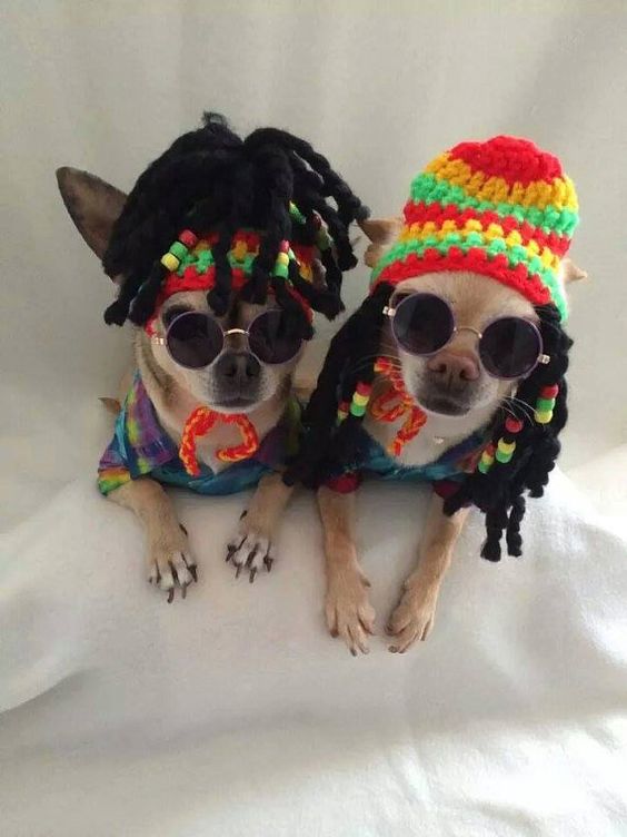 Rasta dog carnival hat with beaded dred locks - for small size dogs chihuahua / yorkie