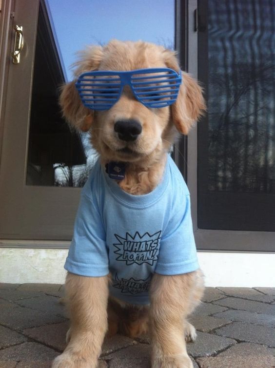 Ray Charles: The Blind Golden Retriever Puppy I want a dog as cool as this guy!