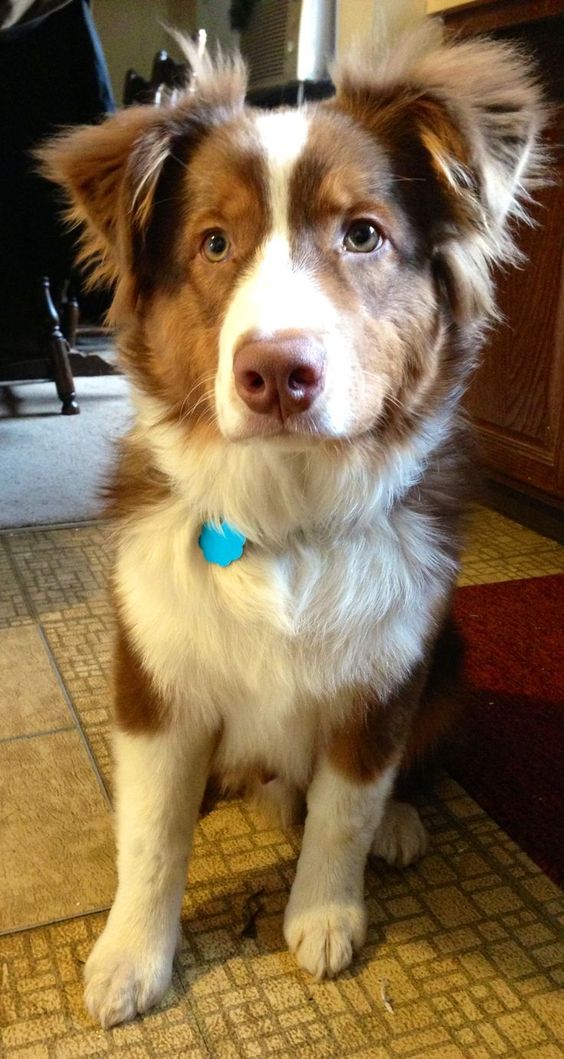 Red Australian shepherd - I had on growing up named Buffy. She was the best dog ever!