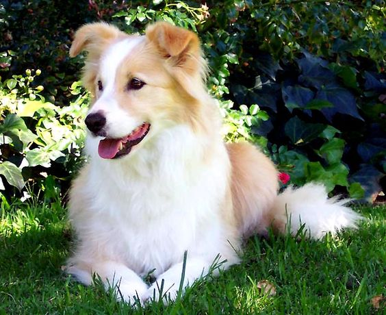 Red border collie. Our dog we will have when we are married