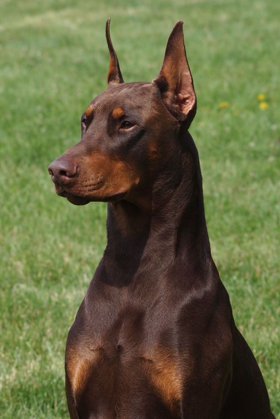 Red Doberman. Gorgeous. Looks like our first dog.