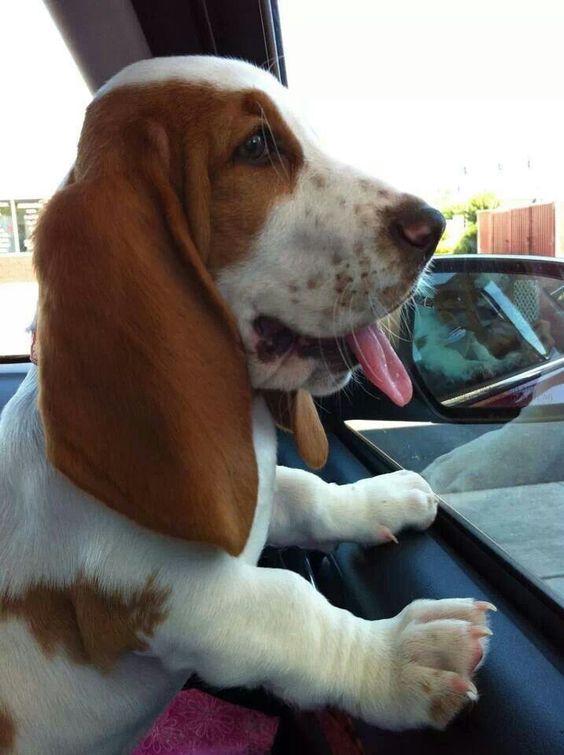 Red LIght! #dogs #pets #BassetHounds