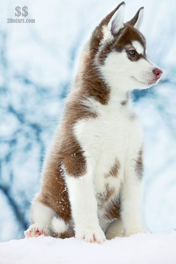 ~ RED SIBERIAN HUSKY PUP, SUCH A BEAUTY